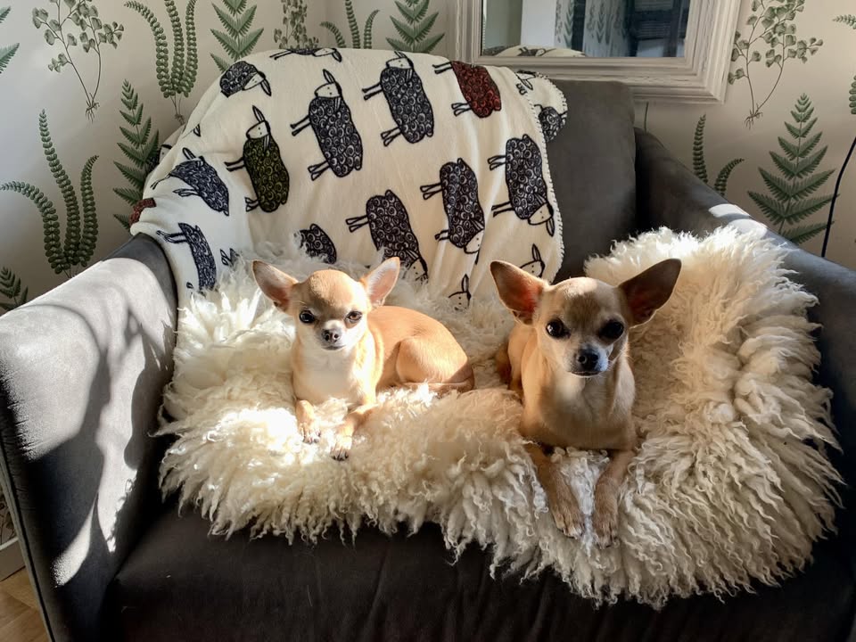 Hundpensionat Hundhamn