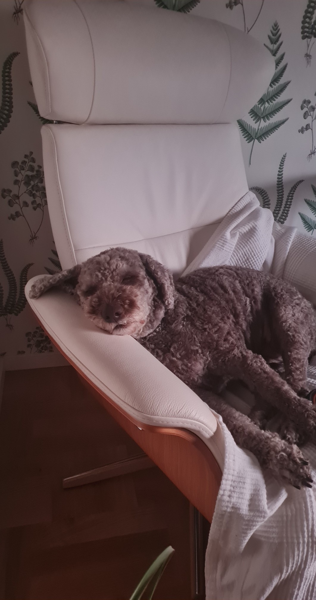 Hundpensionat bild 1