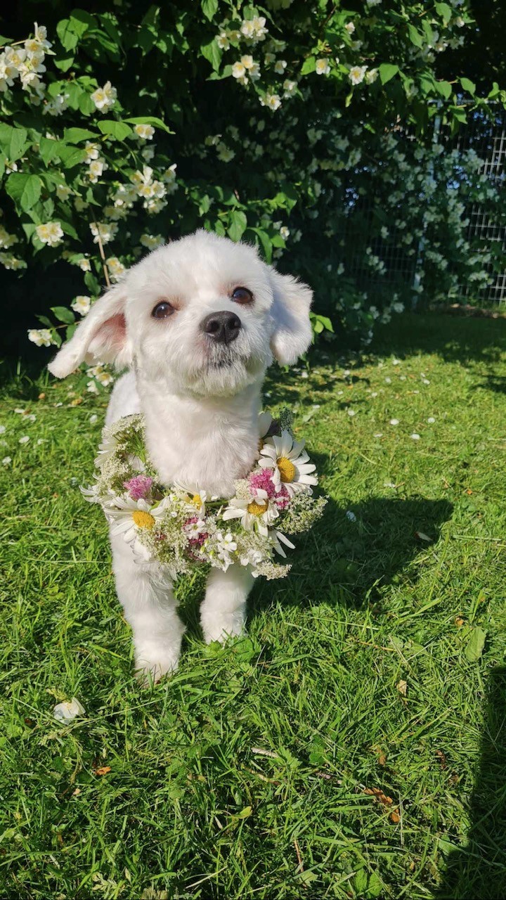 Hundpensionat bild 2