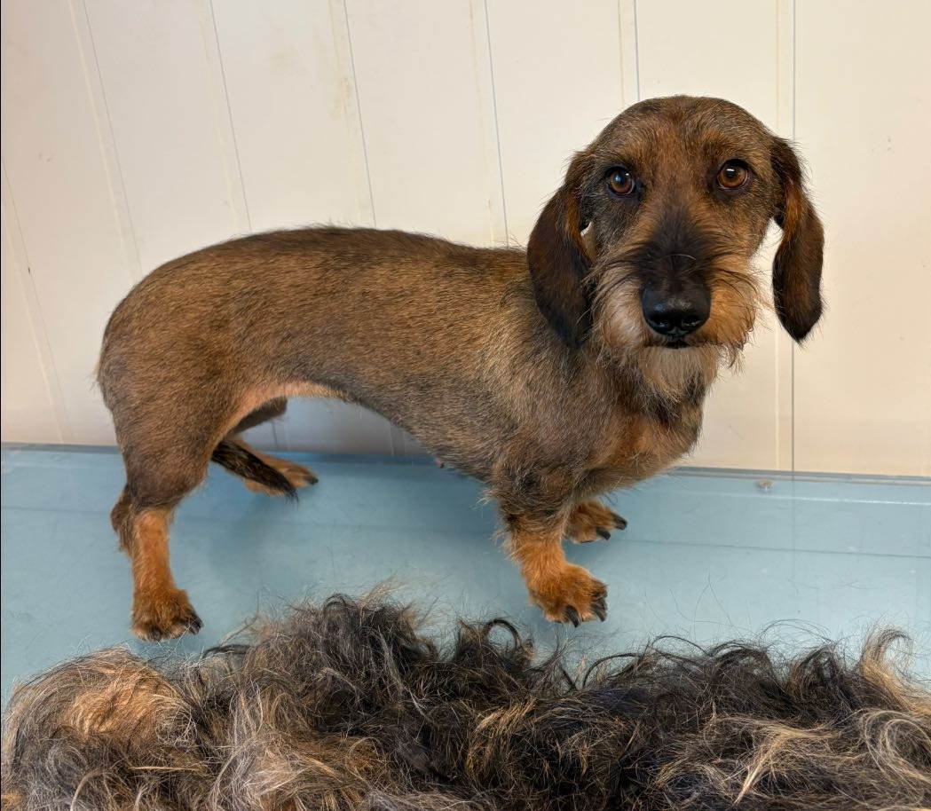 Hundfrisör Hundhamn