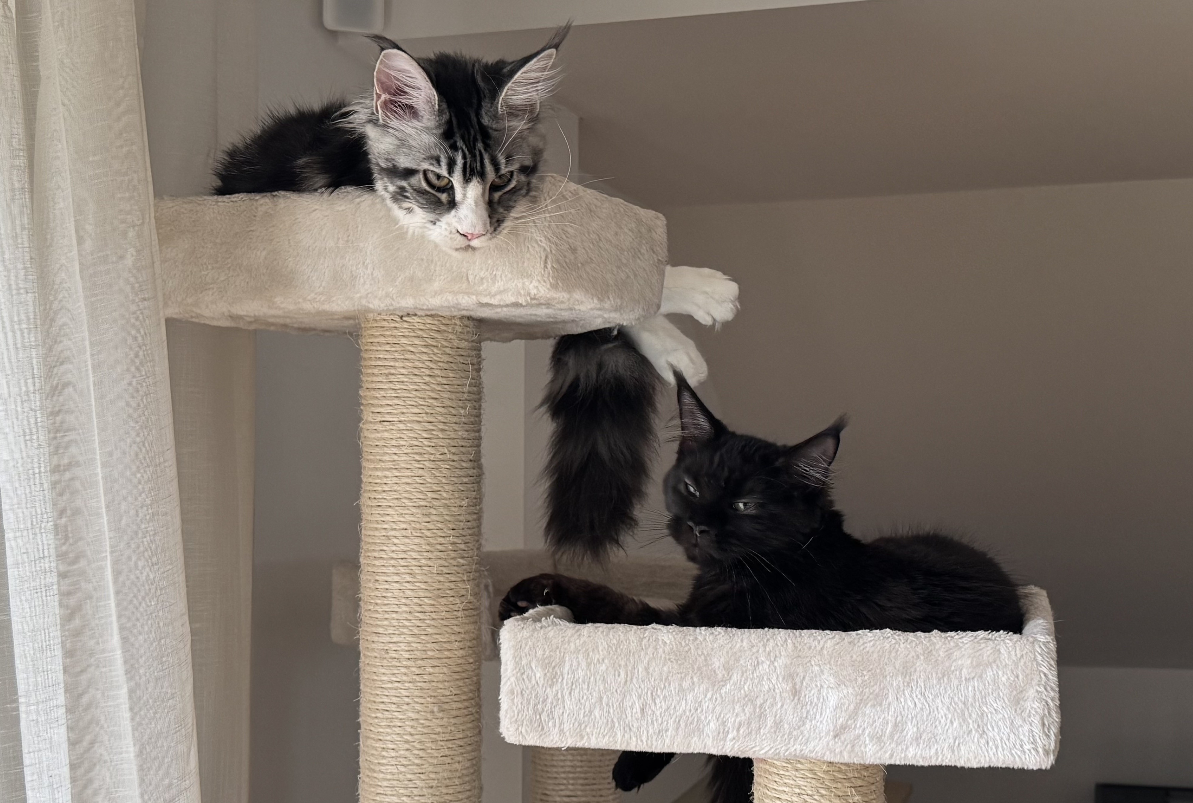 Kattpensionat Hundhamn