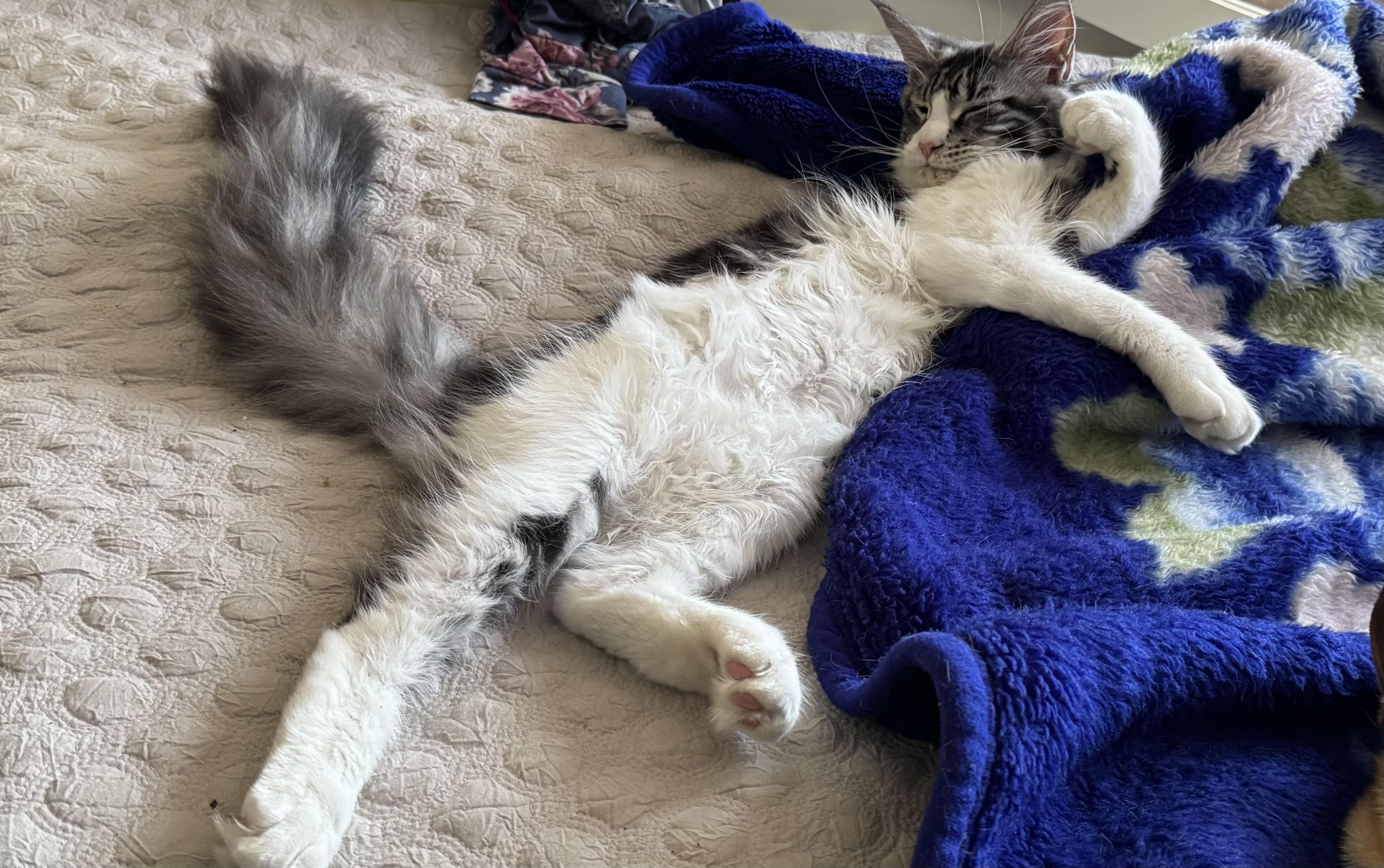 Kattfrisör Hundhamn